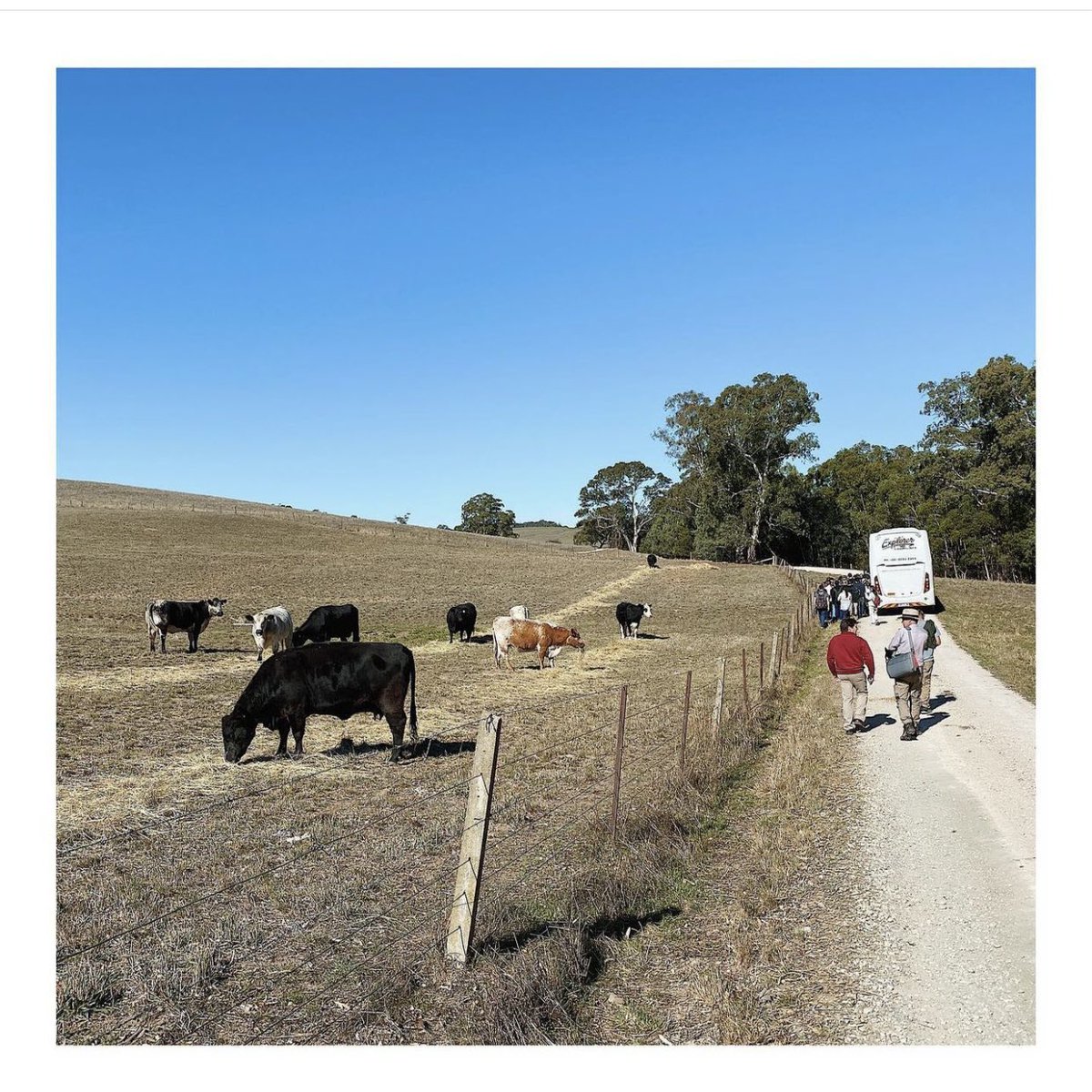 Ag Prac - Field trip to a cattle stud
———————
#cattle #cattlestud #cows #farming #cowfarm #cattlefarm #cattlestuds #farm #australianfarm #farmingaustralia #agriculturescience #agricultureaustralia #agriculture #agribusiness #cowsofinstagram #cowsmakemehappy #farmingphotos