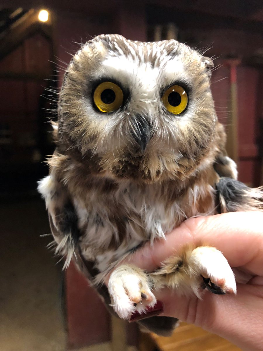 USGS's tweet photo. Something appeared amiss when bird banders reported a banded Northern Saw-whet Owl that had traveled an unusually long distance. There was no error - the owl had traveled nearly 900 miles from where it had been banded: https://t.co/gLPl2c2qYE 🦉
#BirdBandingLab
📸Jess Shahan https://t.co/q4xLkuftb9