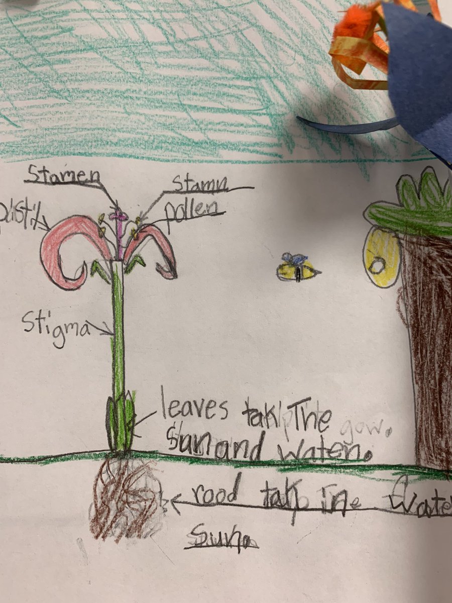 brittBell04's tweet photo. Stopped in my tracks today when I saw these beauties!! Check out the writing on these beautiful 2nd grade diagrams of flowers! πΈ π€© @JcpsElemEla @MLEmustangs @ELeducation #MLElevelup https://t.co/fblOQHWsru