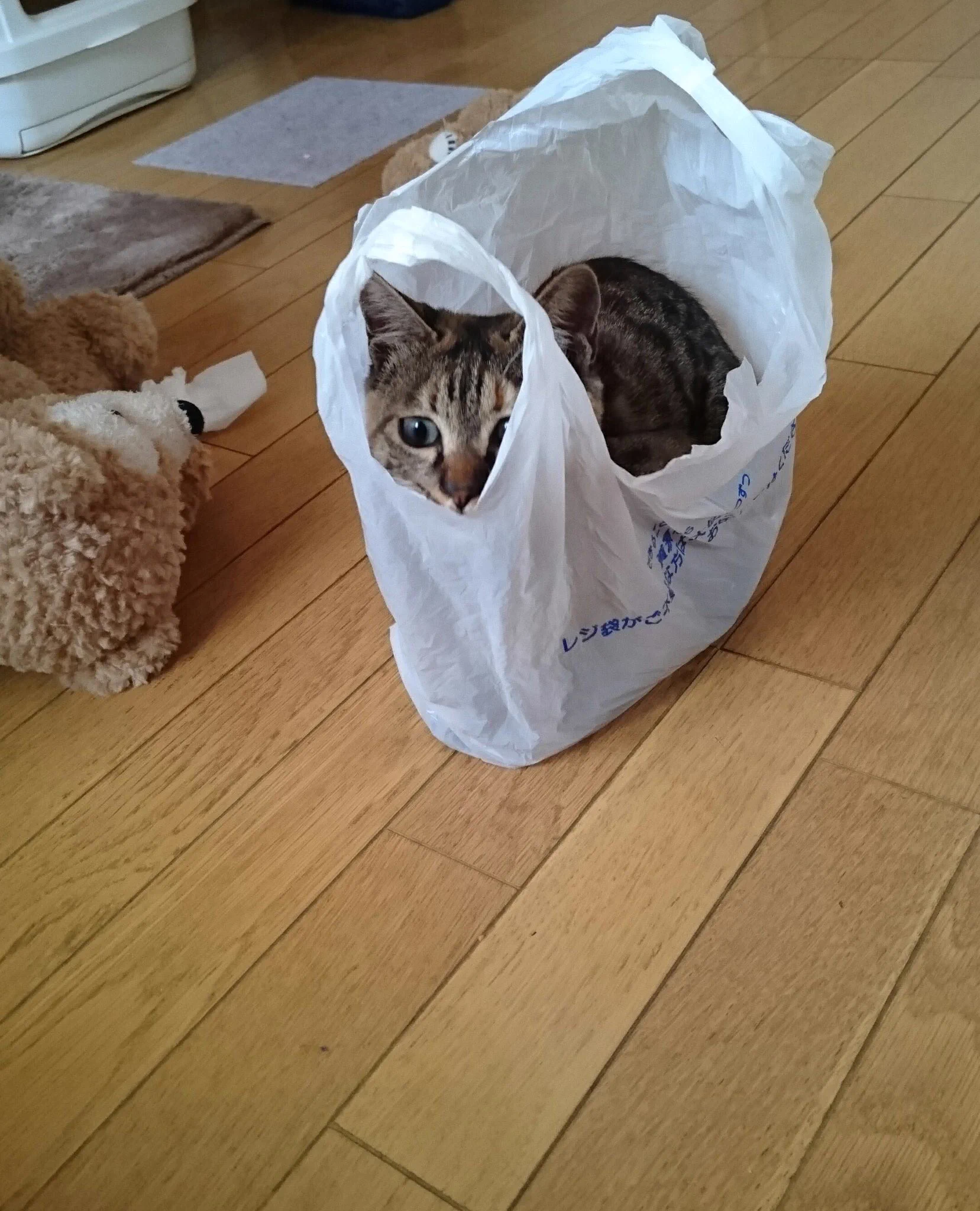 @totomaru_hanmi @AmazonHelp 
@akiko_lawson 
ローソンさんでも猫売ってました。 