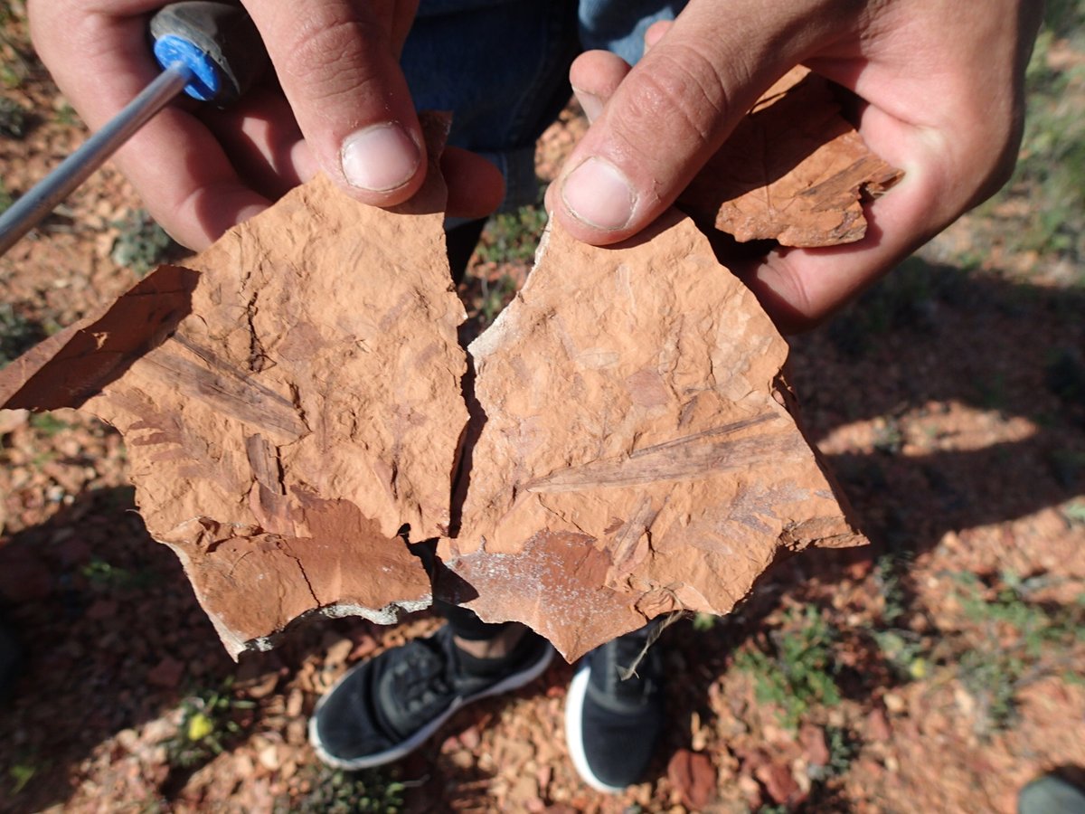 #FossilFriday! Here are some beautiful #fossil #leaves in burnt claystone from the Paleocene Ravenscarg Fm in #GrasslandsNationalPark, #Saskatchewan. @CurrieMuseum #paleobotany