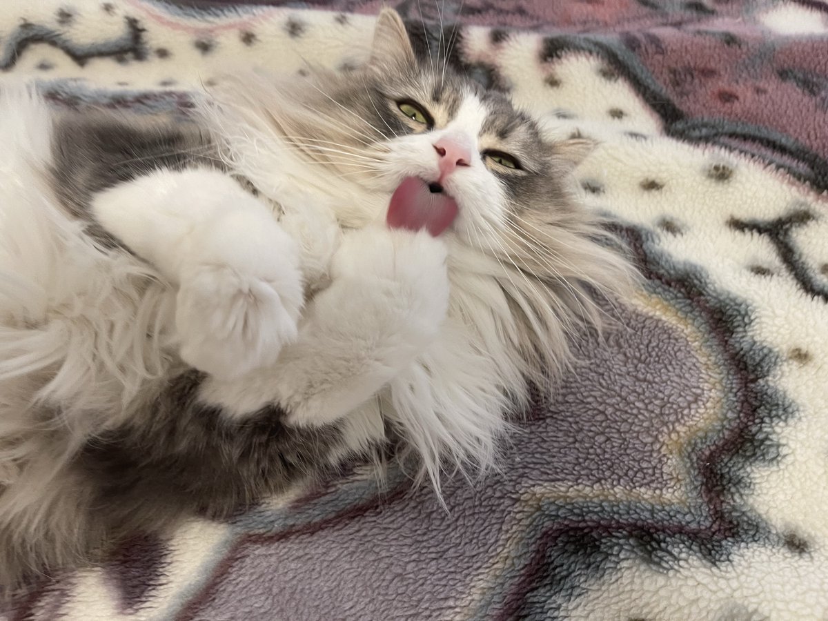 monekun_1024's tweet photo. 肉球ぺろぺろの瞬間とれた！！！かわいすぎる…😭
#猫好きさんと繋がりたい #猫のいる暮らし #猫 https://t.co/EqIA7GrEHe