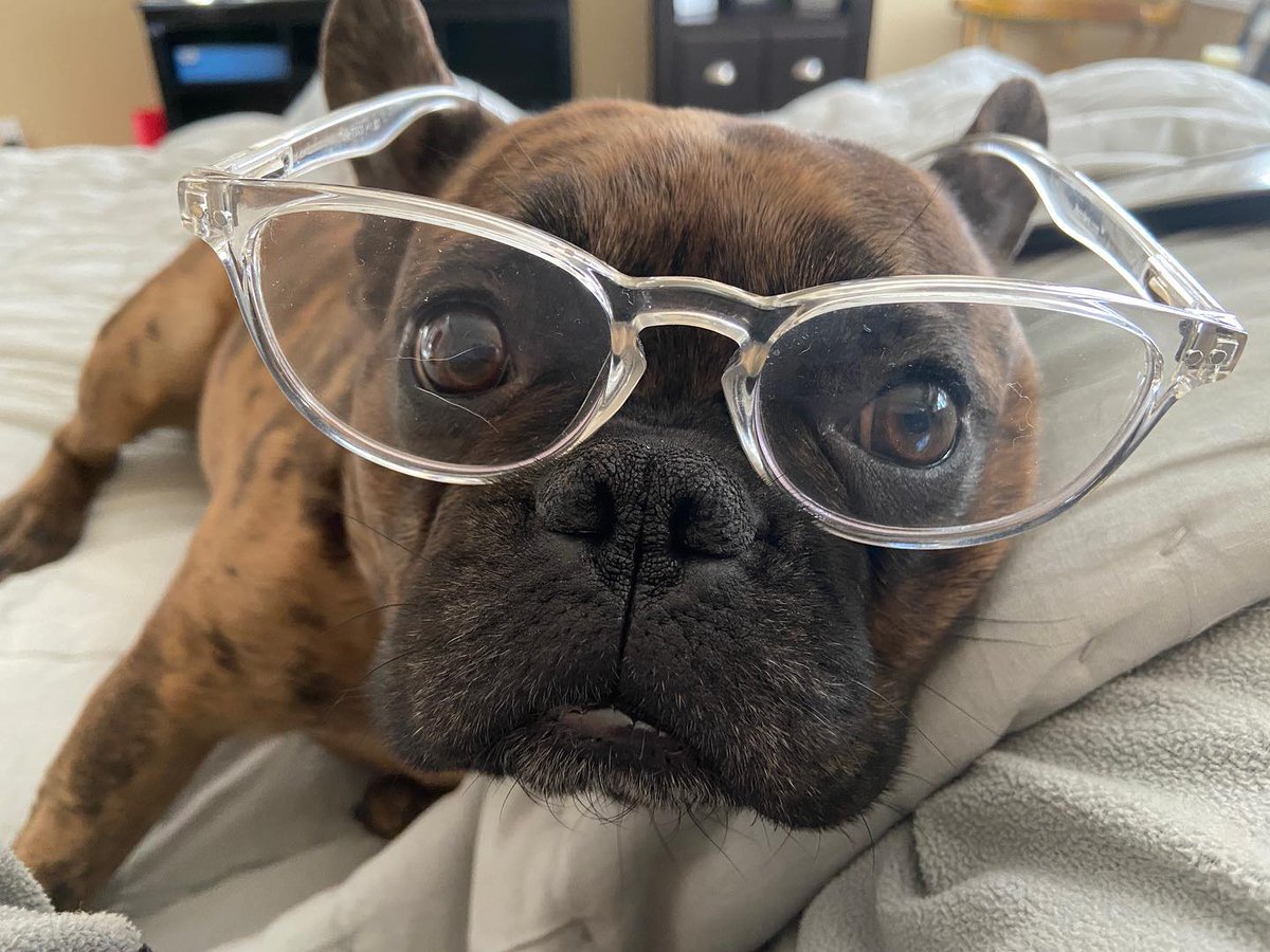 realadampaul's tweet photo. Ok everyone, it’s finally happened. I’ve turned into a guy who dresses up his dogs.
.
#inevitable #dogsofinstagram #dogstagram #dogsinglasses https://t.co/j6Fx0WjeIw https://t.co/haGFKYVn8z