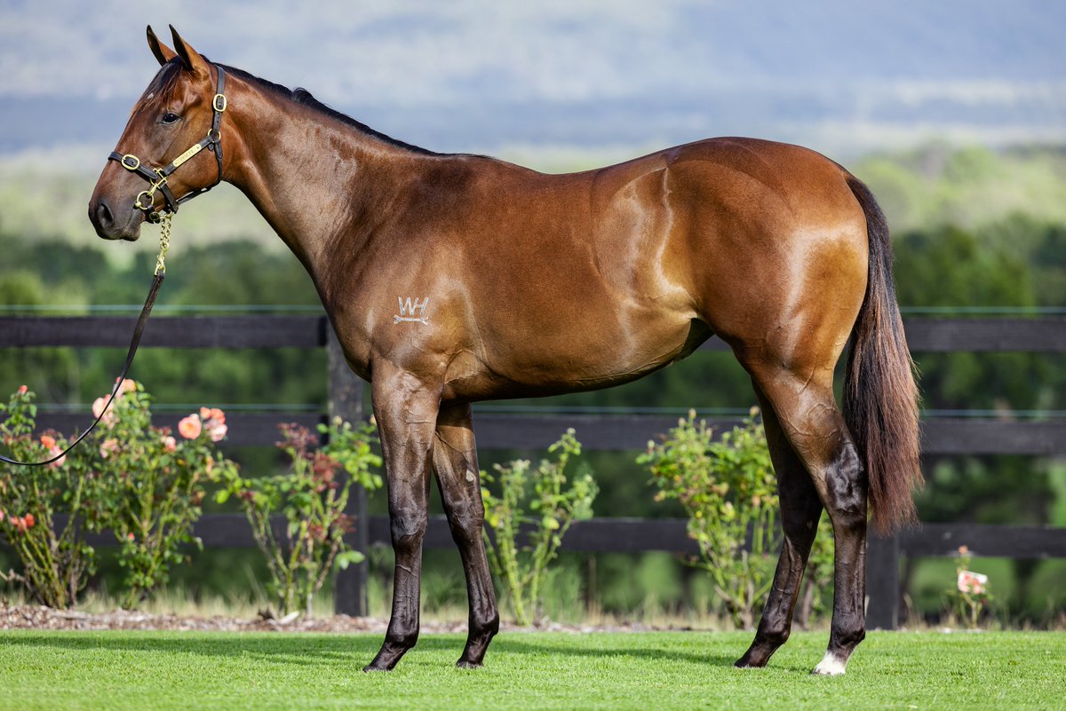 TyreelStud photo