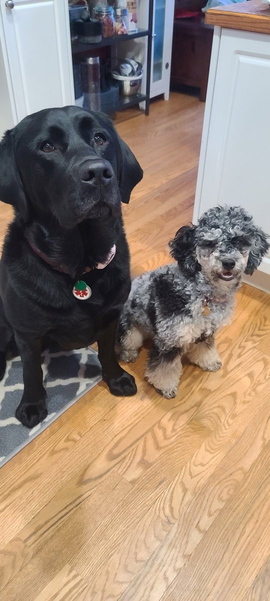 Piper has been body swapped for this small but concentrated fluff of energy. She's VERY VERY VERY friendly, but she's learning to chill out. I like to play, but also like to have quiet time with mum.