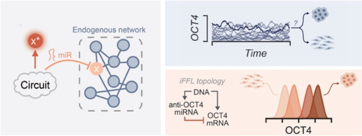 Nika Shakiba tweet media