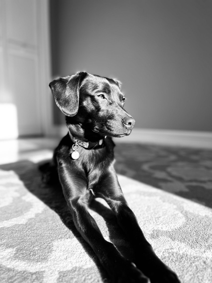 My pretty girl. 🐶❤️

photo credit Tracy MacNicoll