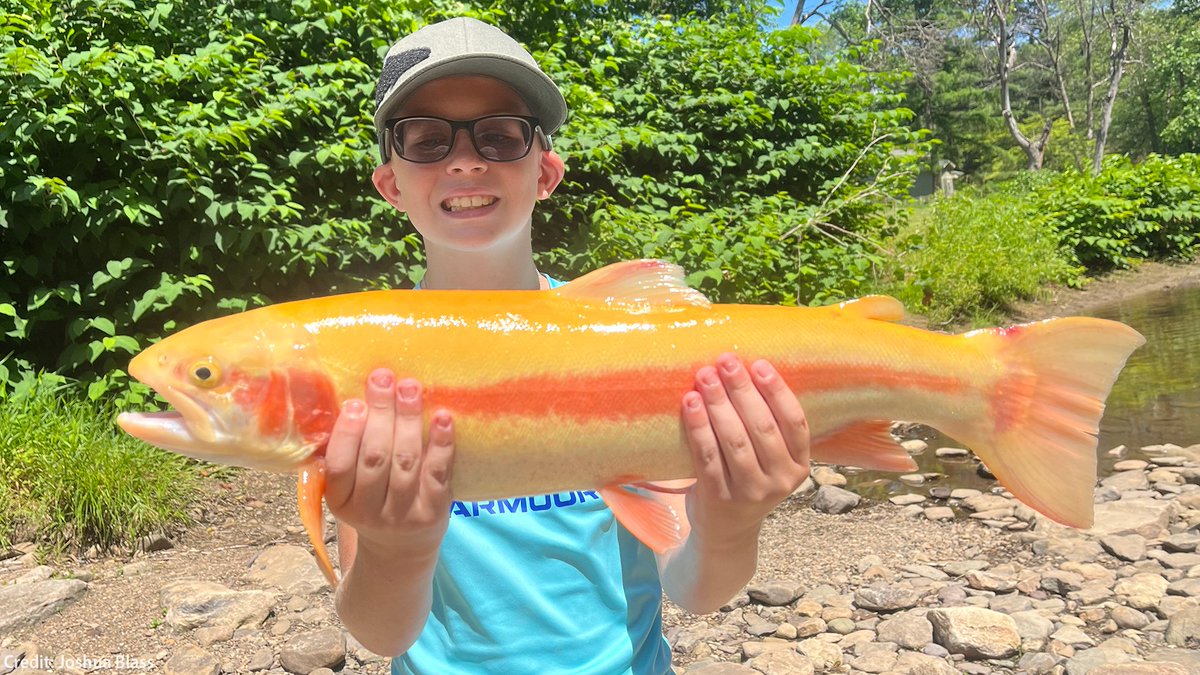 pafishandboat's tweet photo. Brantley Blass caught this 22-inch golden Rainbow Trout while fishing the West Branch Pine Creek, Potter County, with his dad and brother.

The PFBC will stock 3.2 million adult trout throughout the 2023 season. The stocking schedules will be released next week.

#FishFriday https://t.co/OCi9WjhjuQ