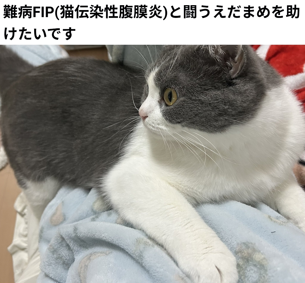 shu_ota2's tweet photo. 🆘#拡散希望🆘
えだまめ ちゃん のFIPの治療費のクラウドファンディングへの御協力お願いします🙇
↓
https://t.co/3f7dzfzZO7

残り 3日で、達成率 61％(残り 39万円)と、大変厳しい状況です！
達成率が100％に届かないと 支援金を受け取る事が出来ません。

御支援 御協力宜しくお願いします🙇 https://t.co/3y8si49lZg