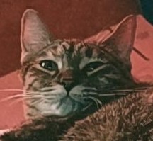 Trpkl_Dprssn's tweet photo. Doña Gladis (Yaya) en 3 etapas:
1. Mimida.
2. Yepetada.
3. Mimida otra vez.
Bonus: Mentí, no estaba yepetada.
#cat #michi #mimida https://t.co/67nH10QHht