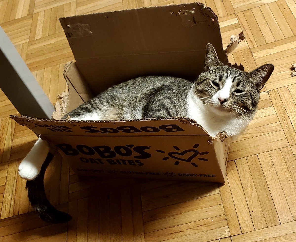 oatmilkluvr4's tweet photo. this mf likes to chew off the sides of boxes to make himself a comfy recliner, look at that smug face https://t.co/kmV5DymgWu