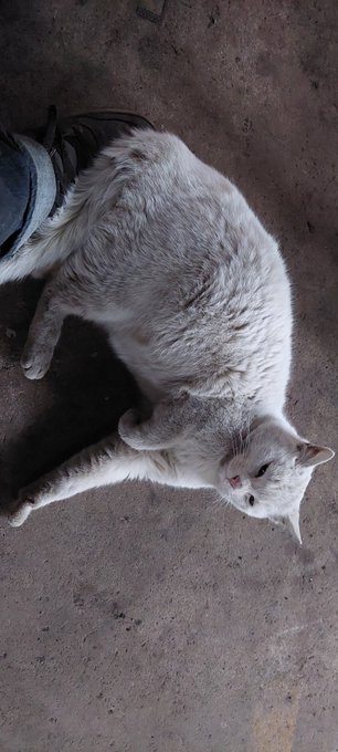 この寛ぎっぷりである。 