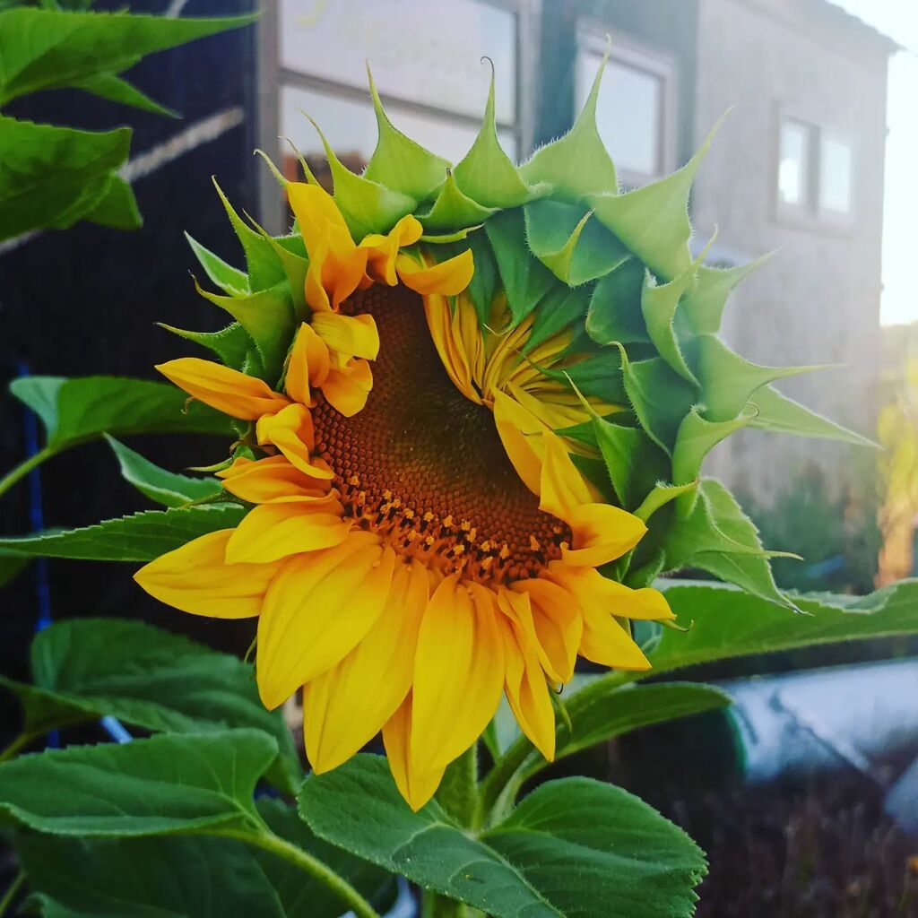 ecocosas tweet media