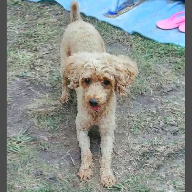 LADdigital's tweet photo. #ALaComunidad se perdió el día 8/1/2023 en barrio Banco Provincia #Campana. La perrita caniche responde al nombre de Lola. Quien la haya visto puede colaborar con cualquier información llamando a los Teléfonos 3489-485115 / 3489-599262. 
¡Hagamos que Lola regrese con su familia!. https://t.co/Q3vl3OjM6A