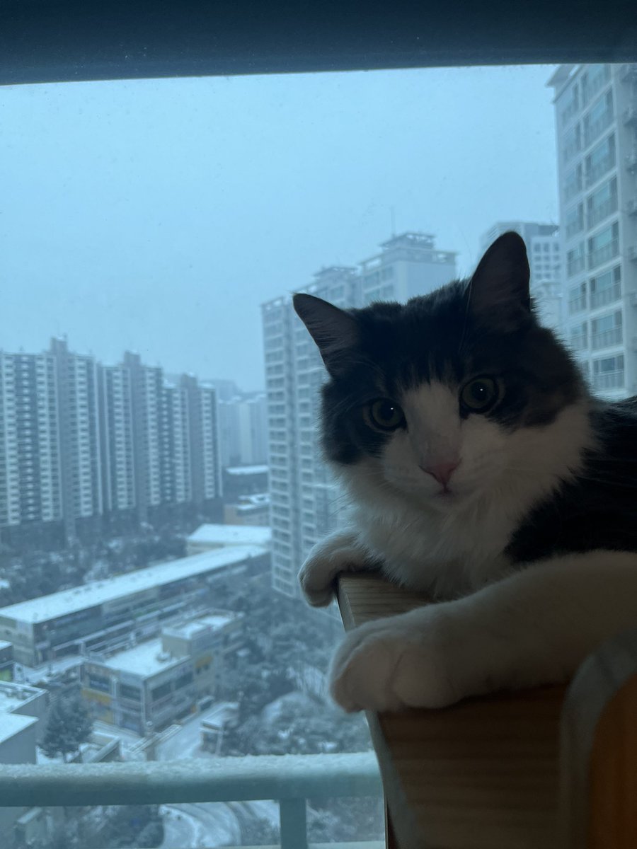 LeeCreambread's tweet photo. 雪猫 https://t.co/iEtRFEAMBQ