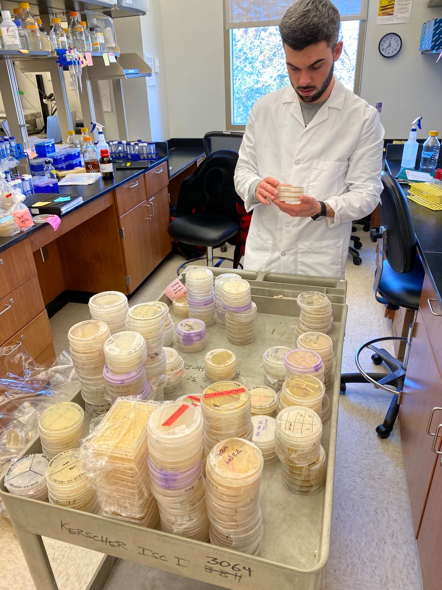 The great January plate purge - difficult decisions what to keep and what to send down autoclave lane! #yeastlife #undergraduateresearch