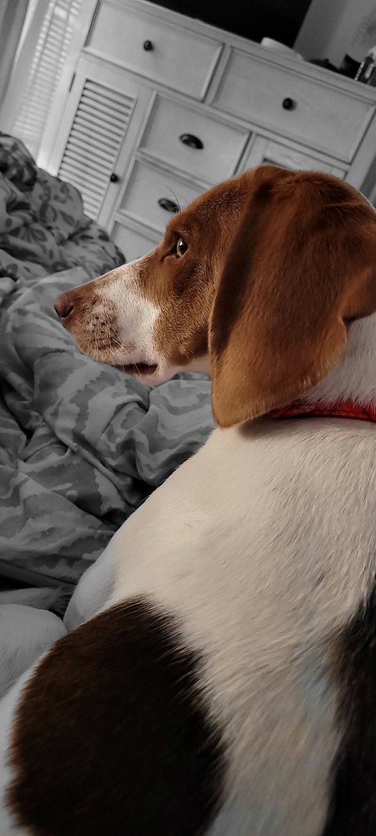 My beautiful girl #beagle #beaglemom