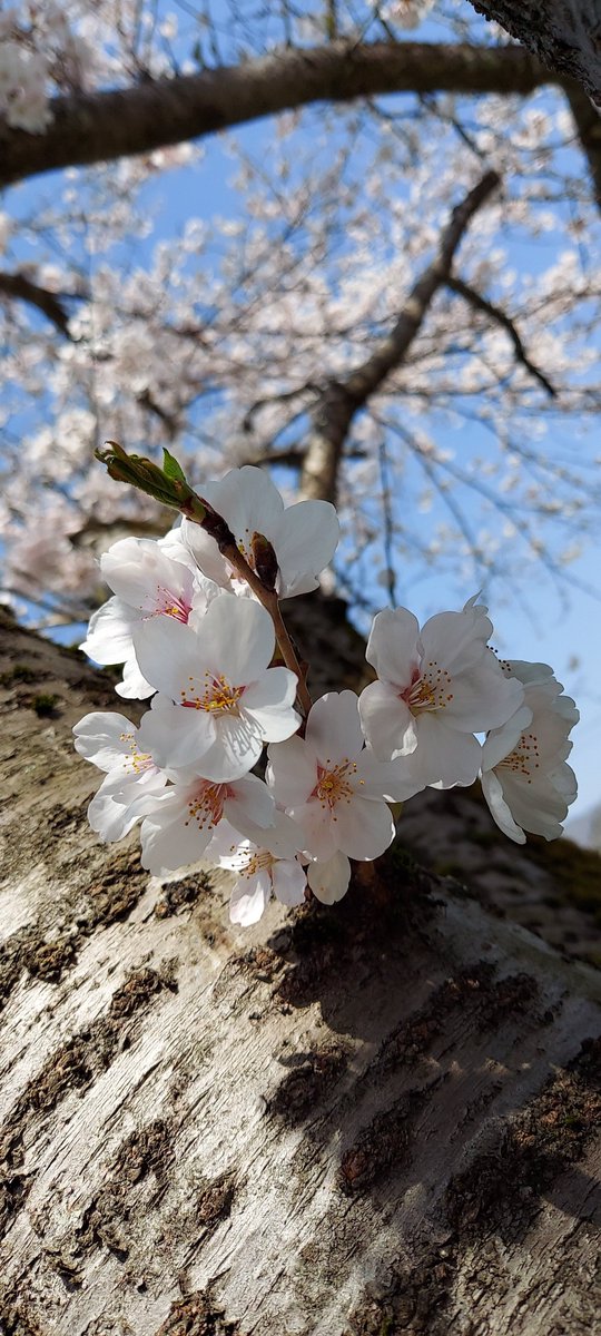「#これを見た人は去年の桜を貼れただいま大雪警報発令中なので現実逃避#写真  #写」|ようこう✏鉛(縁)筆画のイラスト