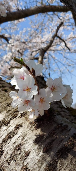 「これを見た人は去年の桜を貼れ」のTwitter画像/イラスト(新着))