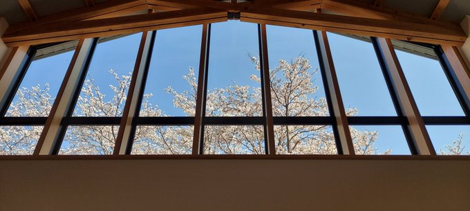 「これを見た人は去年の桜を貼れ」のTwitter画像/イラスト(新着))