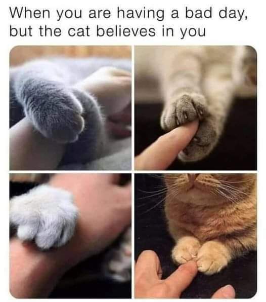 WholesomeMemes (@wholesomememe) on Twitter photo 