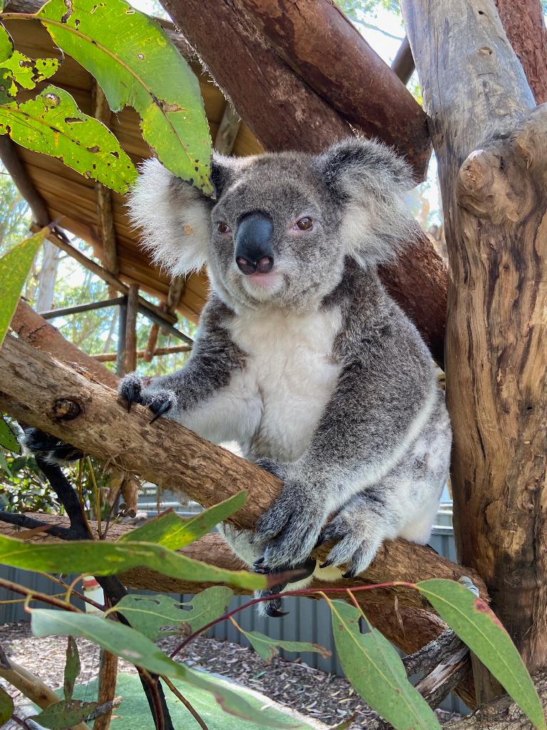Visit us on your way back home for a close up experience with Ocean Summer and our other patients. Free entry, open 8:30am til 4pm daily portmacquariekoalahospital #iloveportmacquarie #ilovesydney #visitportmacquarie #visitnsw #visitaustralia #destinationnsw #discovernsw