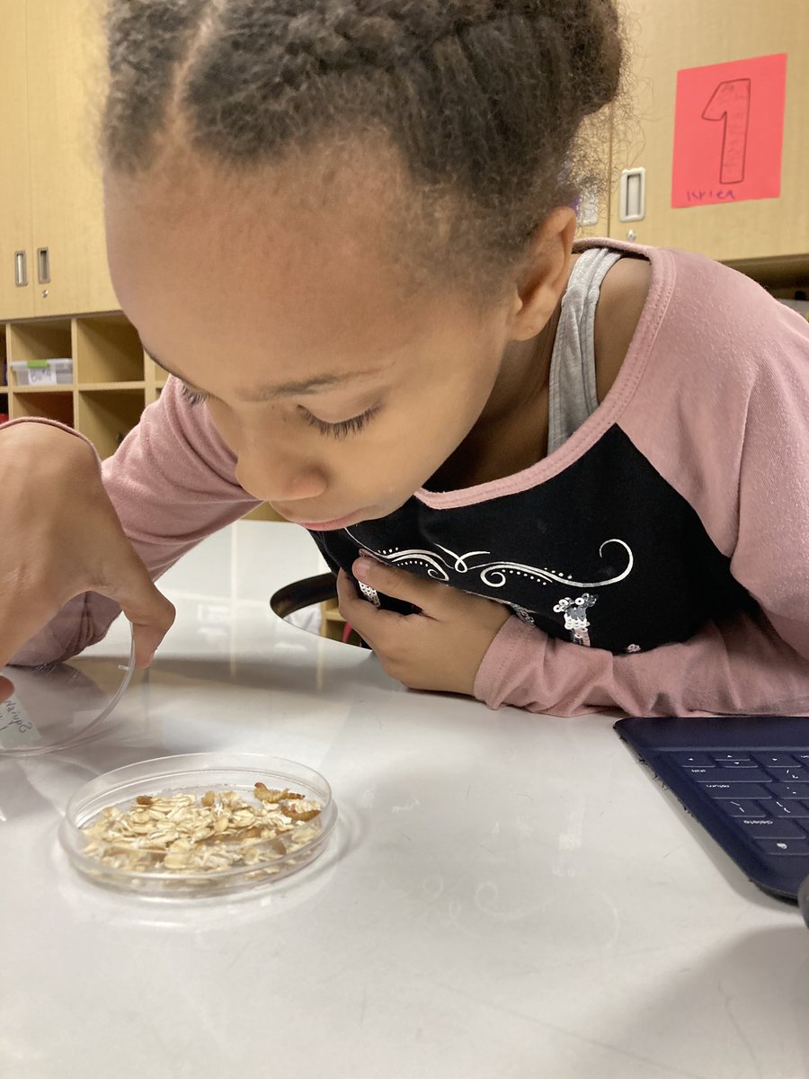 MsPGrade3's tweet photo. We watched our young mealworms grow into adults, but then we had to say goodbye. 🐛 🥲 https://t.co/CZy7b3bkzz