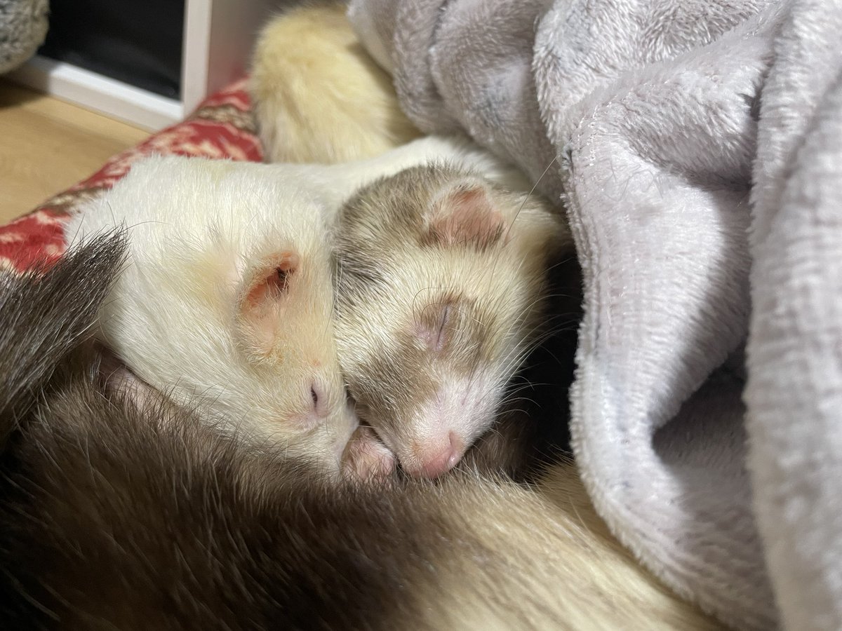 ferretmyfamily's tweet photo. かわいいの一言です😄

#フェレット #feret https://t.co/oRNCHI2TEI