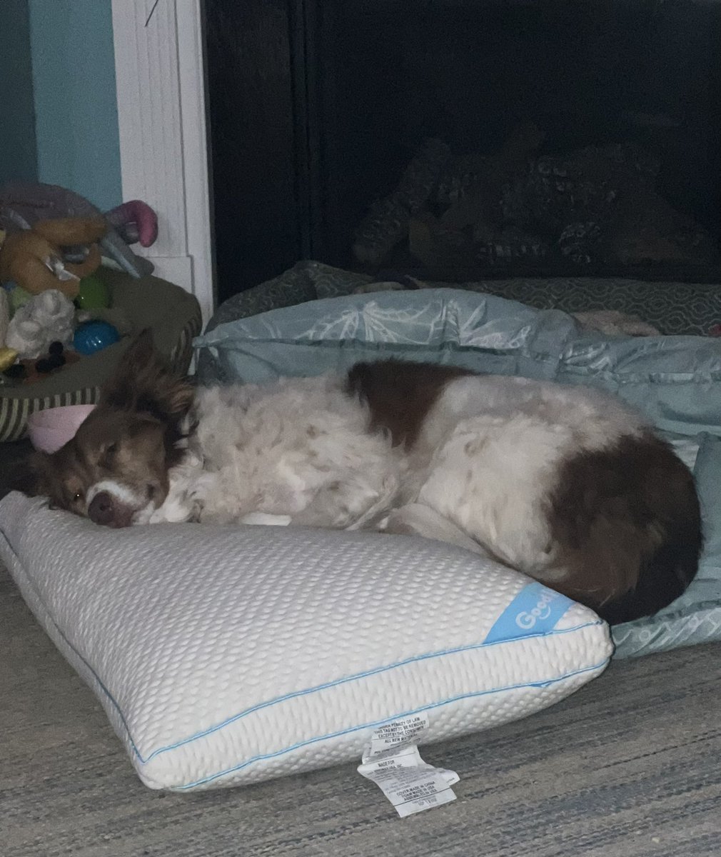 <a href="/GoodPillowCo/">GoodPillowCo</a> <a href="/davidhogg111/">David Hogg 🟧</a> kiddos threw pillows on floor after a sleepover. Ginger immediately claimed the #GoodPillow. May I suggest a line of pet beds? #RescueDogs