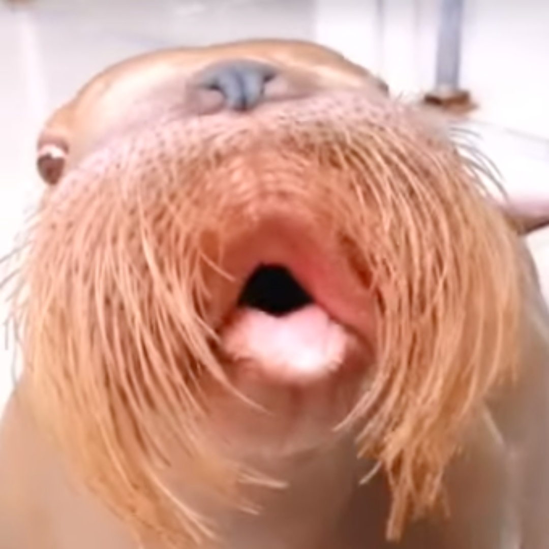 Flappity Flap Podcast tweet media