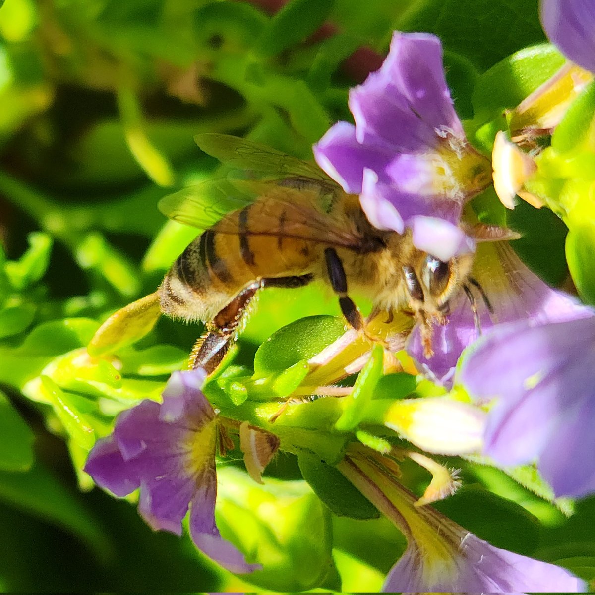 Bees of Mount Barker
