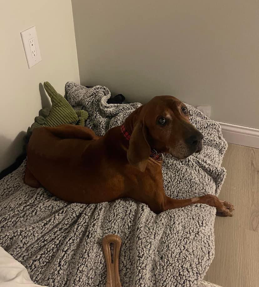 TaffysTouch's tweet photo. 🧡 ADOPTION ALERT 🧡
Ralphie found his PERFECT person today!! He will be spoiled for all of his days and get much needed rest from his surgery. Thanks so much to his foster and of course to his new family 🥰
Happy tails, sweet boy! #AdoptDontShop #dogsoftwitter #DogsLover https://t.co/gj9M78GHy5