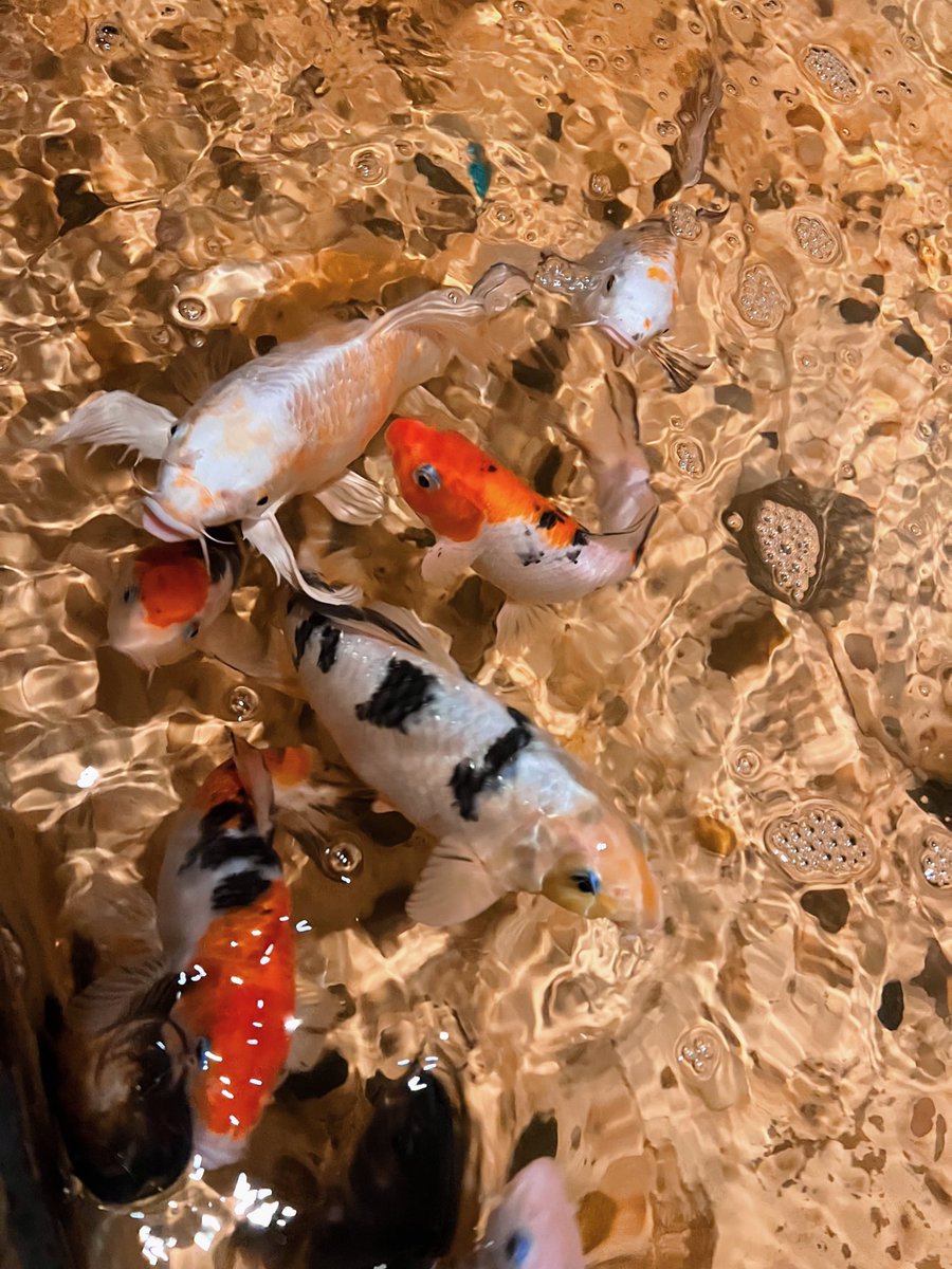 sultry sleepless 70s sol (@soleisdaylight) on Twitter photo 2023-01-28 01:42:14 here are my crackhead koi fish from my job in honor of the koi appearance in the #LavenderHazeMusicVideo 💜 here are my crackhead koi fish from my job in honor of the koi appearance in the #LavenderHazeMusicVideo 💜