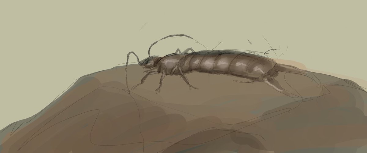 abyssaracnis's tweet photo. Today on the #paleostream #flockingtogether we made a some very special creatures, first we did spino fodder onchopristis, the funky lil worm funcusvermis, then the sadly recently extinct St. Helens Giant Earwig, and finally, we did Alvarezsaurus! https://t.co/ouuvppRXlh