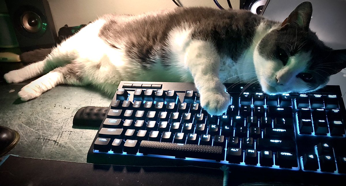 DeFiFUDDestroy's tweet photo. Fortnite, Catnaps, Zero Build & SkyBase Fort Dubs
#TeamBubblesFamGG
👉https://t.co/P8pZe9Ge8I
#twitch #youtube #ThetaTV #facebook #instagram #odysee #DLive #trovo #NimoTv #ThetaTV #Kick #OmletArcade #YouNow #NoNoLive #Discord #caffieneTV #VaughnLive #GlimeshTV #BigoLive https://t.co/muFVcr05ov