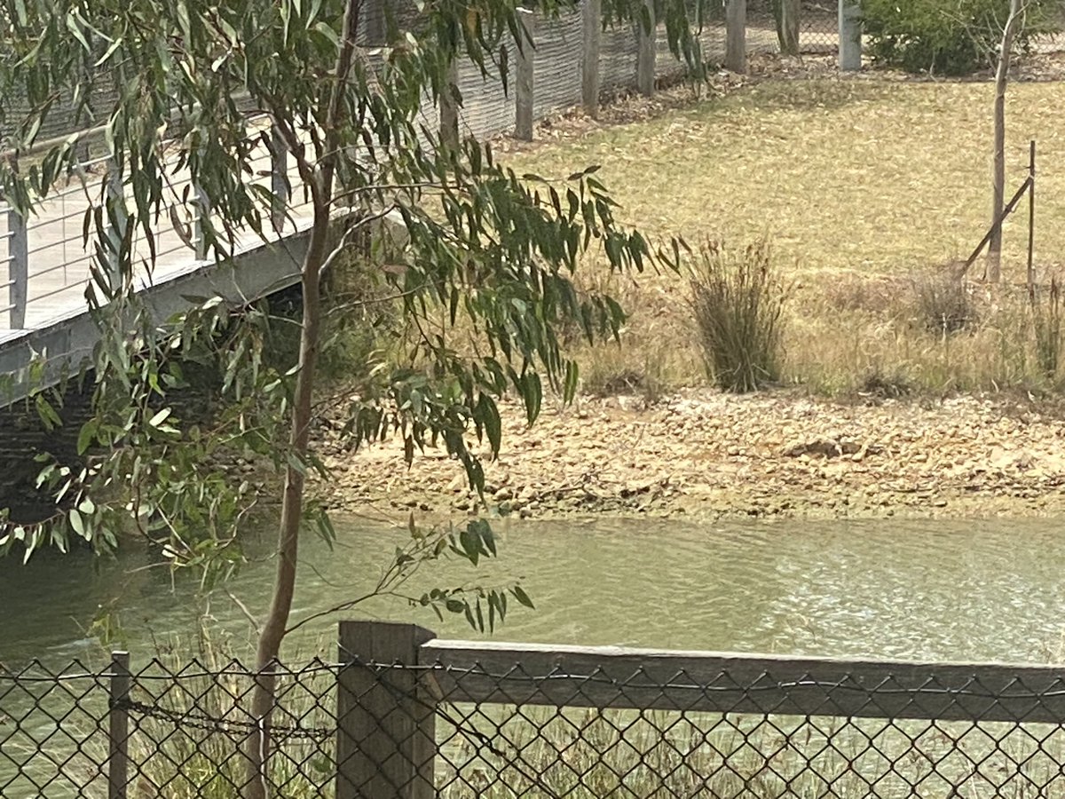 geoff_webster's tweet photo. Don’t think I’ve ever seen the water level in Elsternwick Park lake so low - anyone know why? @BaysideCouncil https://t.co/lYNfxu3pPv