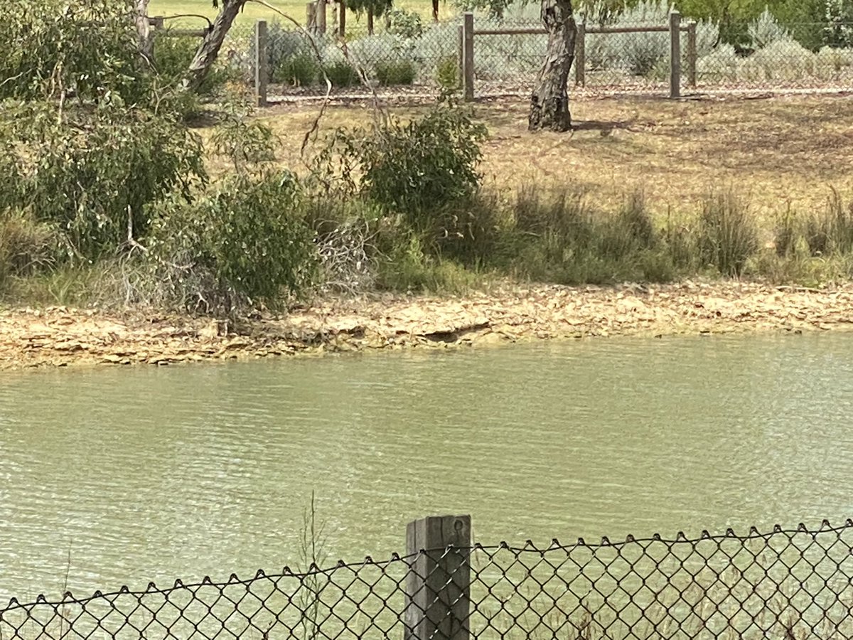 geoff_webster's tweet photo. Don’t think I’ve ever seen the water level in Elsternwick Park lake so low - anyone know why? @BaysideCouncil https://t.co/lYNfxu3pPv