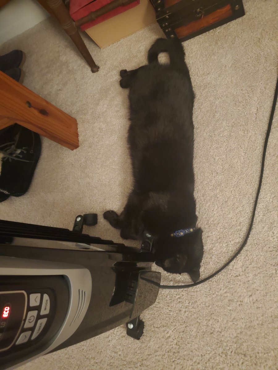 TigBittyKitty's tweet photo. I 🐈‍⬛❤ heater 🔥 #CatsOnTwitter #cat #cats #BlackCats #cutecat #catlife #catlifestyle #HousePanther #tigbittykitty #CatsOfTwitter https://t.co/W0Bl8k1qDN