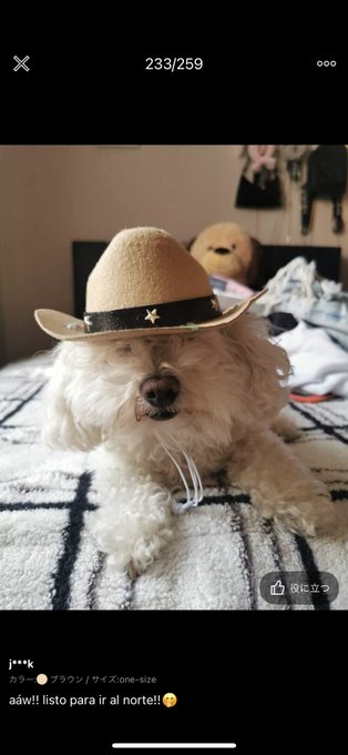 sheinのこのペット用のカウボーイハットってやつ犬にカウボーイハット被せた最高すぎる写真がしこたまあるから幸せになりたい時見るといいです  