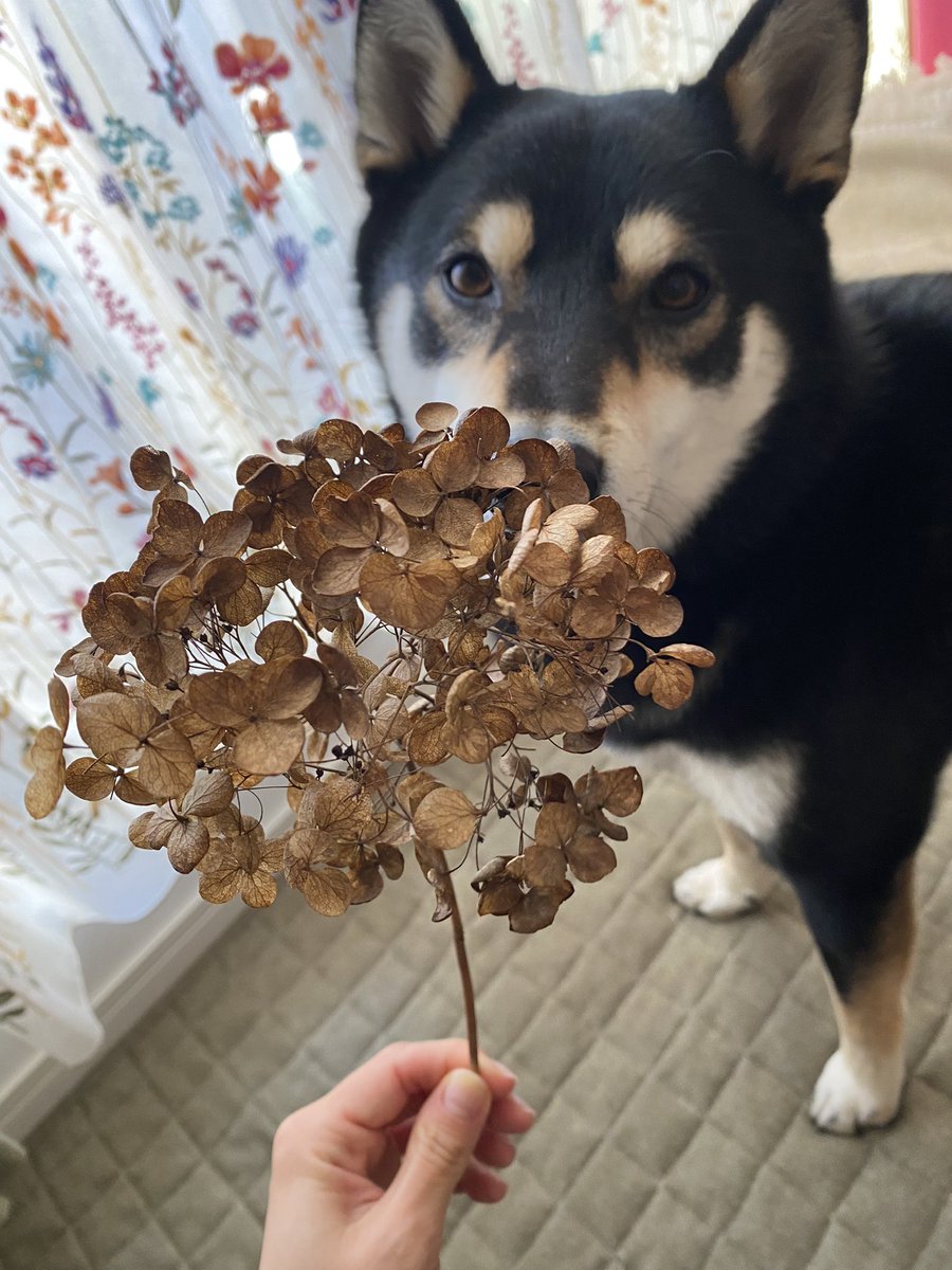lime_ohara's tweet photo. 風で飛ばされてきたのか、バルコニーに素敵な贈り物が届いてた🎁

#��陽花 #ドライフラワー #柴犬 https://t.co/bSByYg3E53