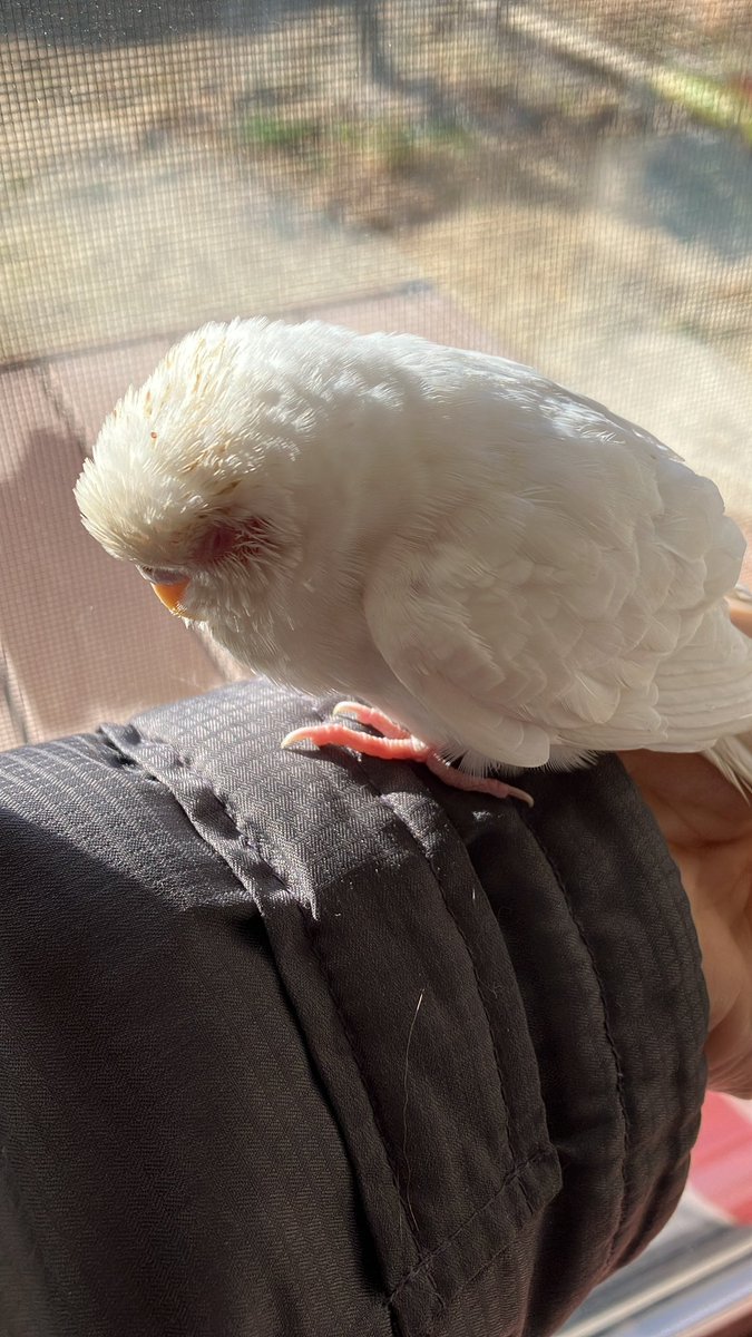 bIw3P8hiHGFtwCC's tweet photo. 今朝、岡崎市福岡町の福岡小学校近くで白いインコを保護しました。
目が赤く、尾っぽが少し茶色がかっています。
インコのエサを少し食べました。
眠そうですが元気です！

岡崎警察署に連絡して、家で保護することにしました。

飼い主の方は一度、岡崎警察署へ連絡をお願いします🙏 https://t.co/ryKYObl9Q8