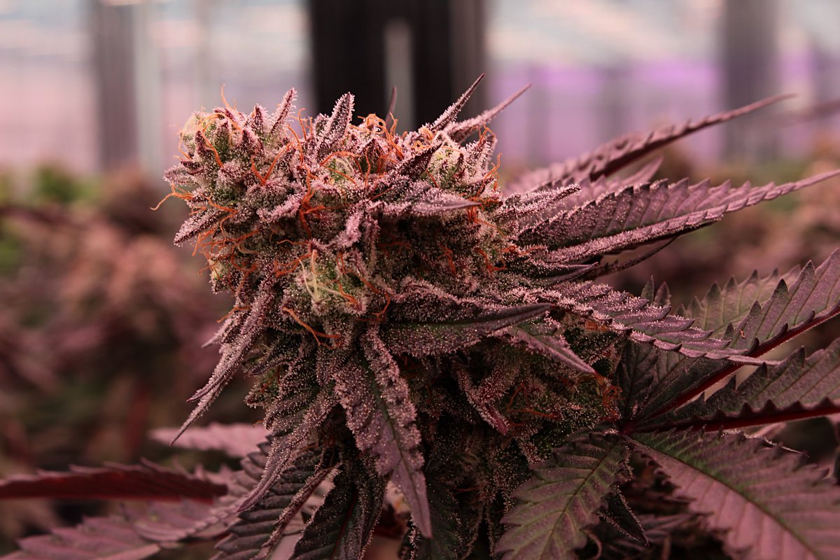 CMO anyone?? 🤩

Her viscous cherry stank is recognizable from across a football field and is just dripping in trichomes 🤤

#robust 
#gmo
#algorithms 
#plants