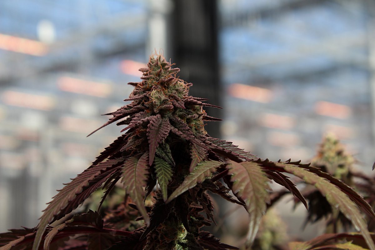 Robust_Missouri's tweet photo. CMO anyone?? 🤩

Her viscous cherry stank is recognizable from across a football field and is just dripping in trichomes 🤤

#robust 
#gmo
#algorithms 
#plants https://t.co/UW7kGEE2ME