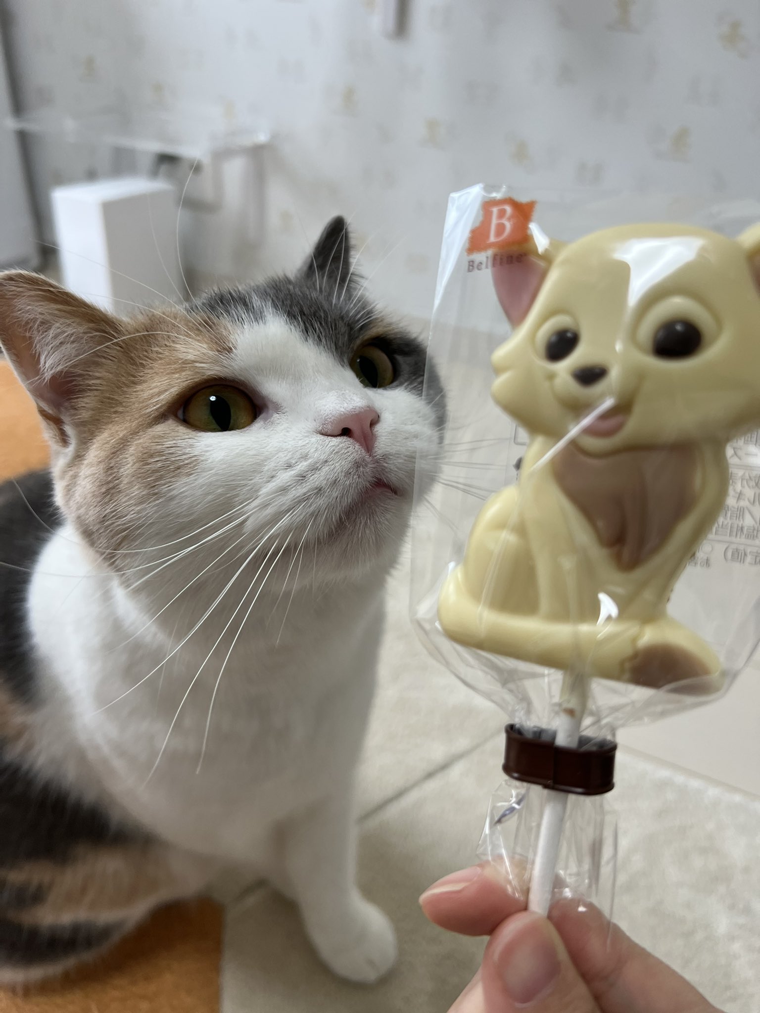 三毛猫あんこ (@MikecatAnko) / X