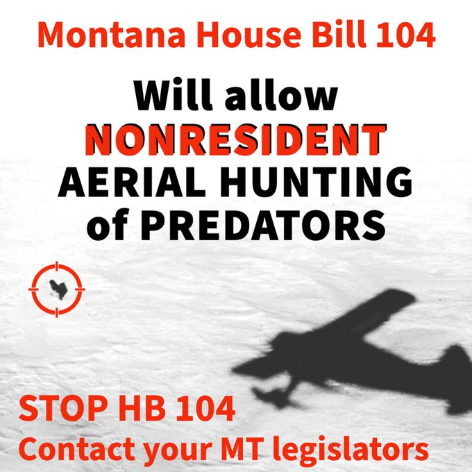 🚨#Montanans🚨TAKE ACTION to OPPOSE Bill 104 that will allow NONRESIDENT AERIAL HUNTING OF PREDATORS.  There is no need for this bill. The only purpose is as cover for trophy shooters who pay ranchers to have a free-for-all on Montana’s wildlife. leg.mt.gov/map/