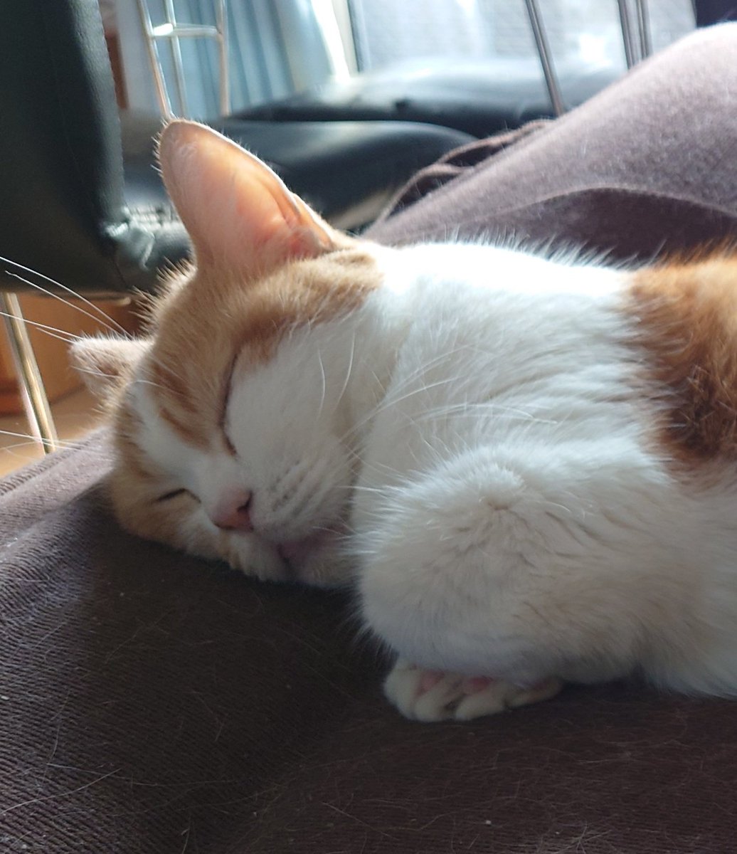 豆助の可愛い寝顔癒やされます😺