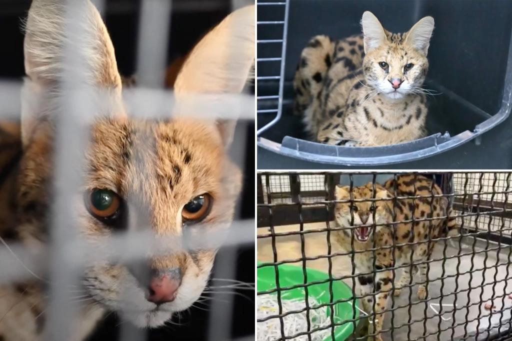 New York Post on Twitter "Missouri farmer traps 'crazylooking cat