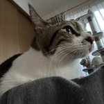 ツイートに含まれる画像