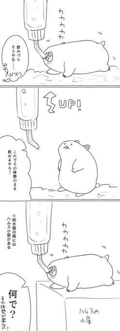 ハムス、結局この体勢で水飲んでる。(ハムスの寝床と給水器が近くて狭いのが原因と思いきやこの太い生き物は自分で寝床の位置変えるからもうめちゃくちゃで正解なんてない) 