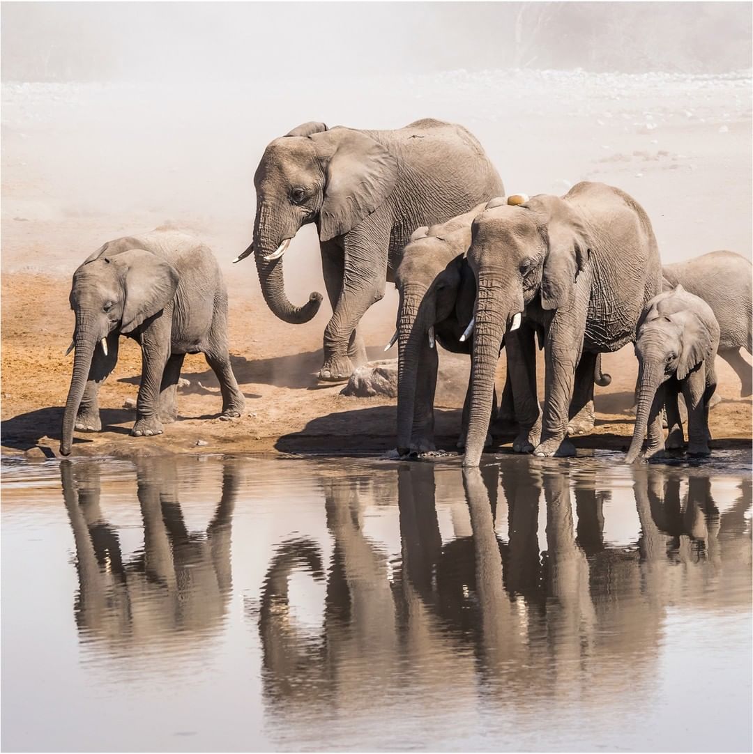 signaturesafar2's tweet photo. Thomson Tanzania 10 Days Epic Safari
Thomson Luxury Tanzania Safari Holidays is a classic safari for 10 days.
https://t.co/Y1qEMvEw0T
#luxurytravel #luxury #safari #pleasure #adventure #signaturesafari #serengeti #ngorongoro #tarangirenationalpark #lakemanyaranationalpark https://t.co/UyulEAN504